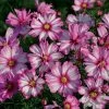 'Capriola' Cosmos Seeds -Botanical Bliss 52154 pk p1