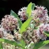 Showy Milkweed Seeds -Botanical Bliss 52155 pk p1