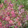 Mountain Garland Wildflower Seeds -Botanical Bliss 52166 pk p1