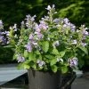 Panther Dark Blue Japanese Catmint Seeds 2 Panther Dark Blue Japanese Catmint Seeds -Botanical Bliss 52167 pk p1