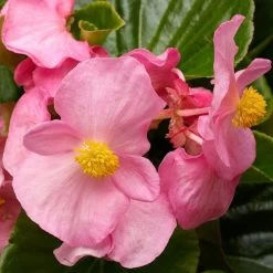 Tophat™ Pink Green Leaf Begonia Seeds