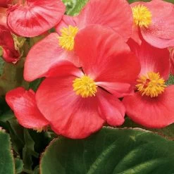 Tophat™ Scarlet Green Leaf Begonia Seeds