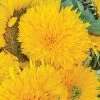 Giant Teddy Bear Sunflower Seeds 2 Giant Teddy Bear Sunflower Seeds -Botanical Bliss 52175 PK P1