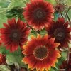 'Midnight Rouge' Sunflower Seeds -Botanical Bliss 52177 PK P1