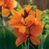 South Pacific™ Orange Canna Seeds -Botanical Bliss 52181 PK 25