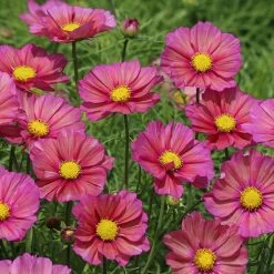 'Xsenia' Cosmos Seeds