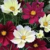 Cherry Pie Blend Cosmos Seeds