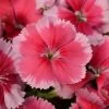 Coronet™ Strawberry Dianthus Seeds -Botanical Bliss 52188 pk 100