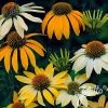 Mellow Yellows Coneflower Seeds 2 Mellow Yellows Coneflower Seeds -Botanical Bliss 52191