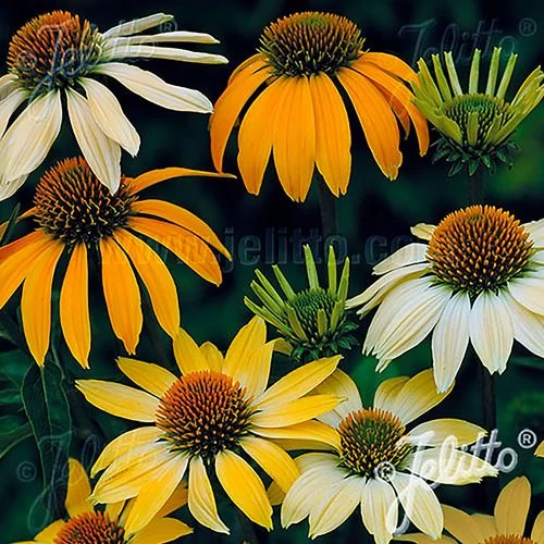 Mellow Yellows Coneflower Seeds 3 Mellow Yellows Coneflower Seeds