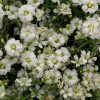Gypsy White Improved Gypsophila Seeds -Botanical Bliss 52193 PK 250