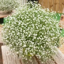 Gypsy White Improved Gypsophila Seeds -Botanical Bliss 52193 PK 250 1