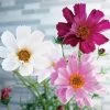 Sea Shells Mix Organic Cosmos Seeds -Botanical Bliss 52199