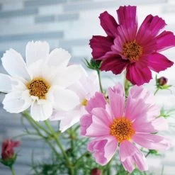 Sea Shells Mix Organic Cosmos Seeds