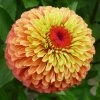 Queeny Lime Orange Zinnia Seeds -Botanical Bliss 52208