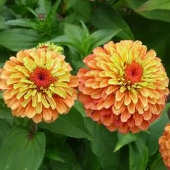 Queeny Lime Orange Zinnia Seeds -Botanical Bliss 52208 2