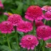 'Zinderella Purple' Zinnia Seeds -Botanical Bliss 52209 pk p1