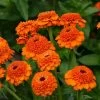 'Zinderella Orange' Zinnia Seeds -Botanical Bliss 52210 pk p1