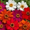 Profusion AAS Mix Zinnia Seeds 2 Profusion AAS Mix Zinnia Seeds -Botanical Bliss 52213