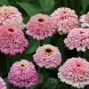 'Zinderella Lilac' Zinnia Seeds -Botanical Bliss 52214 pk p1