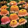 'Zinderella Peach' Zinnia Seeds