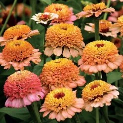 'Zinderella Peach' Zinnia Seeds