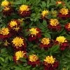 Super Hero™ Spry Marigold Seeds -Botanical Bliss 52219