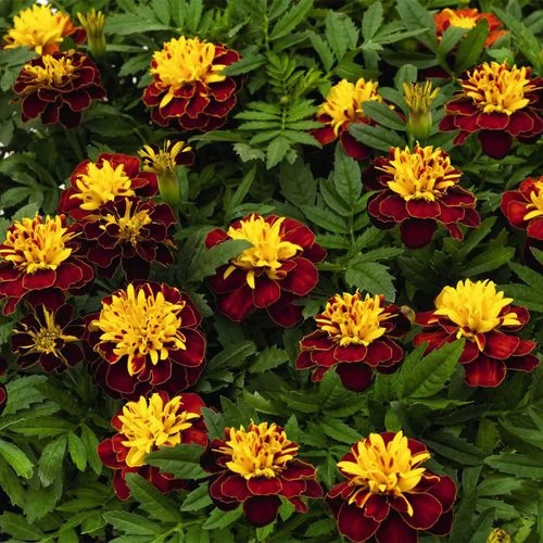 Super Hero™ Spry Marigold Seeds 3 Super Hero™ Spry Marigold Seeds
