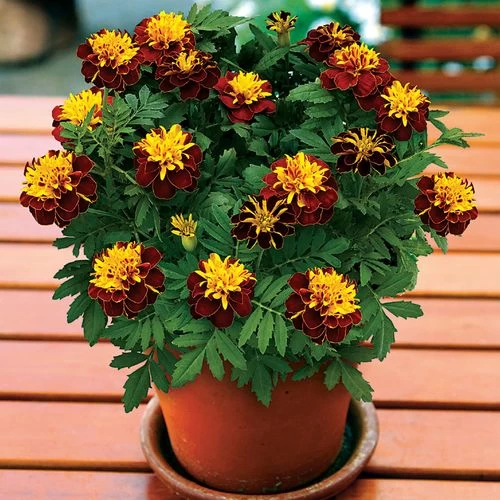 Super Hero™ Spry Marigold Seeds 4 Super Hero™ Spry Marigold Seeds - Image 2