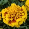 Super Hero™ Yellow Bee Marigold Seeds -Botanical Bliss 52221