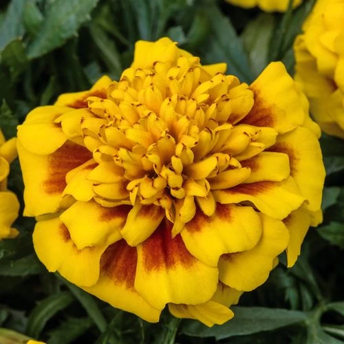 Super Hero™ Yellow Bee Marigold Seeds 3 Super Hero™ Yellow Bee Marigold Seeds