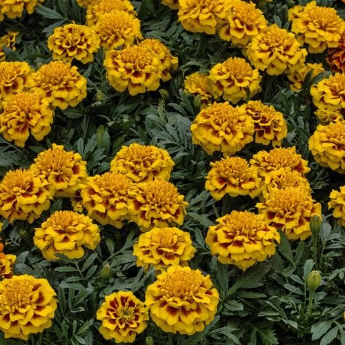 Super Hero™ Yellow Bee Marigold Seeds 4 Super Hero™ Yellow Bee Marigold Seeds - Image 2