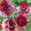Raspberry Ripple Poppy Seeds -Botanical Bliss 52223 pk p1