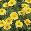 Tidy Tips Wildflower Seeds -Botanical Bliss 52226 pk p1
