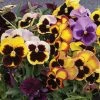 'Swiss Giants Mix' Pansy Heirloom Seeds 2 'Swiss Giants Mix' Pansy Heirloom Seeds -Botanical Bliss 52227 PK P1