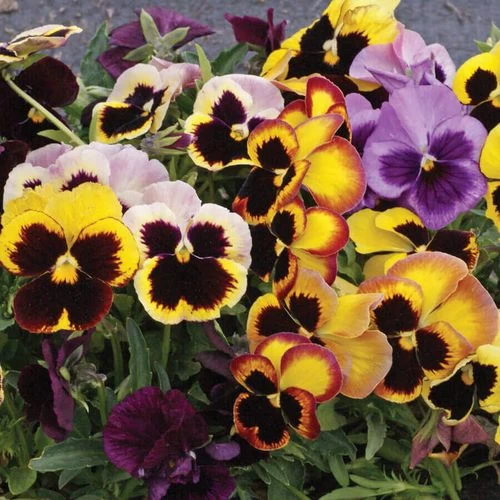 'Swiss Giants Mix' Pansy Heirloom Seeds 3 'Swiss Giants Mix' Pansy Heirloom Seeds