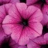 Easy Wave® Rose Fusion Petunia Seeds -Botanical Bliss 52234