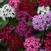 Lucky Star® Mixture Pentas Seeds -Botanical Bliss 52236