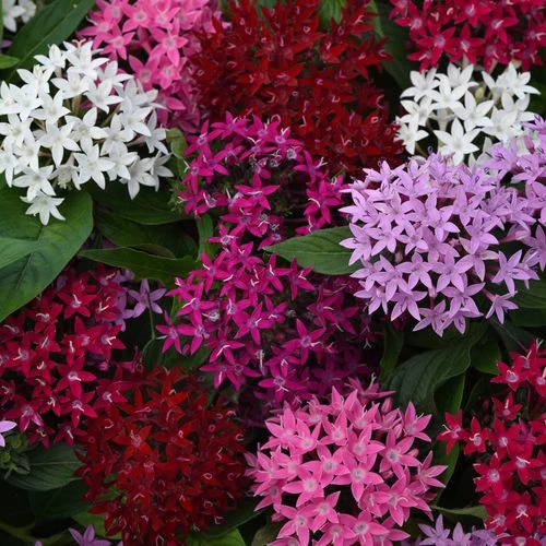 Lucky Star® Mixture Pentas Seeds 3 Lucky Star® Mixture Pentas Seeds