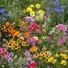 Low Growing Wildflower Mix Seeds 1 Low Growing Wildflower Mix Seeds -Botanical Bliss 52240 PK P1