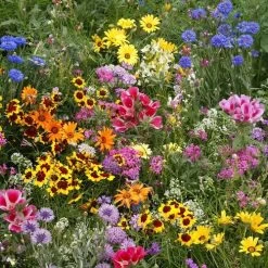 Low Growing Wildflower Mix Seeds
