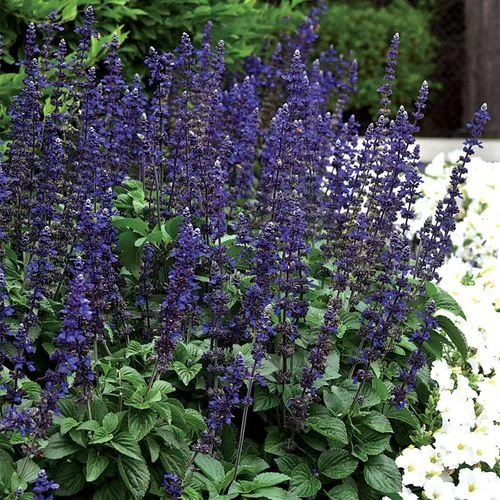 Big Blue Salvia Seeds 4 Big Blue Salvia Seeds - Image 2