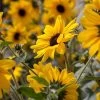 Sunfinity® Yellow Dark Center Sunflower Seeds -Botanical Bliss 52243 PK P1