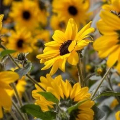 Sunfinity® Yellow Dark Center Sunflower Seeds