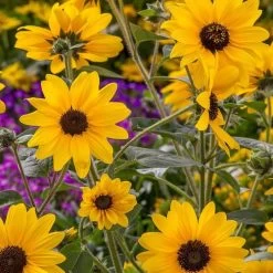 Sunfinity® Yellow Dark Center Sunflower Seeds -Botanical Bliss 52243 PK P1 2
