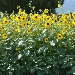Sunfinity® Yellow Dark Center Sunflower Seeds -Botanical Bliss 52243 PK P1 3