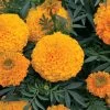 Big Duck Orange F1 Marigold Seeds