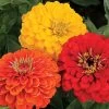Park's Fiesta Mix Zinnia Seeds 1 Park's Fiesta Mix Zinnia Seeds -Botanical Bliss 52264 pk p1
