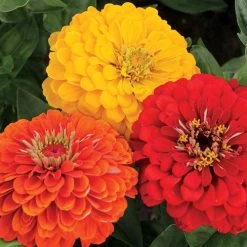 Park's Fiesta Mix Zinnia Seeds