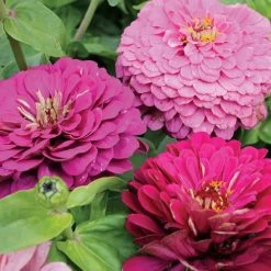 Park's Siesta Mix Zinnia Seeds